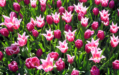 Blühende Tulpen im Frühling