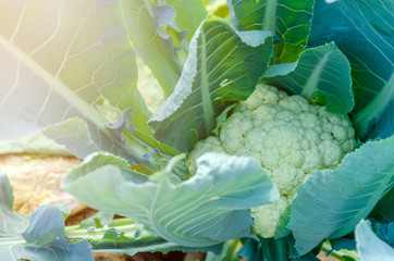 Cauliflower in the garden field - Image