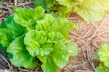 Nappa cabbage green leaves in the field,ingredient for made kimchi in Korea. - Image