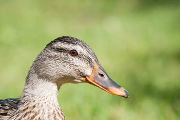 Portrait einer Ente