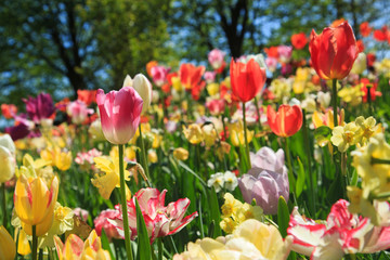 Blumenwiese im Frühling