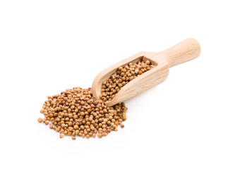 Coriander seeds  on white background
