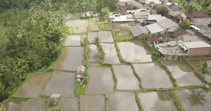 Rice terraces, Bali, Indonesia, Land rice terraces 4K