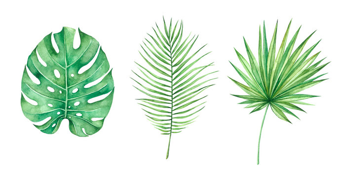 Tropical leaves set, jungle leafs isolated elements on the white background.