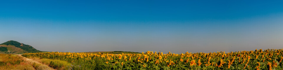 Fields with blooming sunflower. Farm mowing, hay and straw for livestock in winter. Panorama