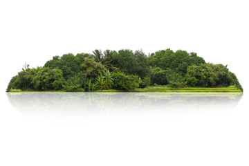 Tree isolated on white background
