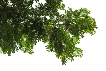 Tree isolated on white background
