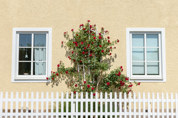 Yellow building wall with shrub of red roses and a white picked fence