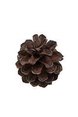 Pine cone on white background