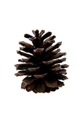 Pine cone on white background