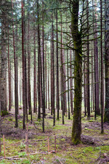 Fototapeta premium Wald
