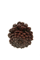 Pine cone on white background