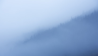 Obraz na płótnie Canvas foggy forest tree tops