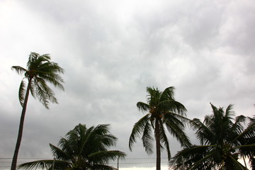 Fototapeta na wymiar gray sky before rain storm with coconut