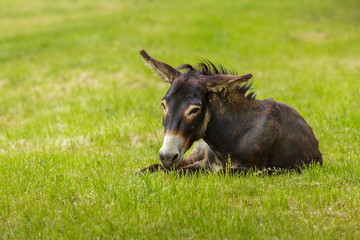 Brown attentive donkey (Equus africanus asinus) resting in the grass.