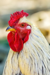 Portrait of a white rooster against out of focus natural background.