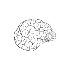 Illustration of a very realistic human brain, outline