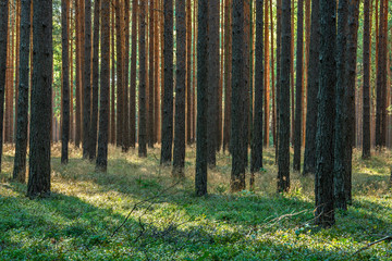 Forest of Pine Trees with Heather undergrowth © AVTG