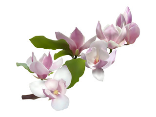 Fototapeta na wymiar Magnolia branch isolated spring flower blossom