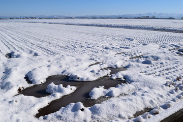 雪が積もった水田