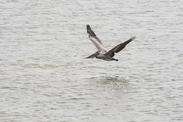 Fototapeta na wymiar Brown pelican juvenile flying in Aransas National Wildlife Refuge