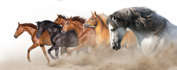 Horse herd run gallop in desert dust isolated on white