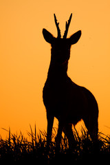Roe deer, capreolus capreolus, male buck silhouette. Wild animal on the horizon with orange sky in...