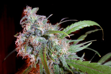 Naklejka na ściany i meble Cannabis Indica blossom close uo