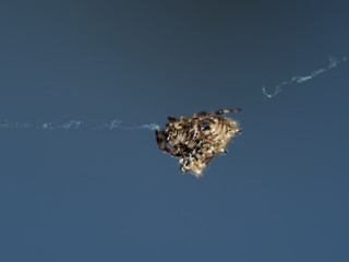 Macro Photo of Orb-Weaver Spider or Gasteracantha cancriformis are on the Web Isolated on Background