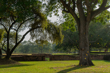 Fototapeta na wymiar Landscape of old tree with leaf fall