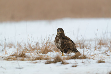 Common buzzard buteo buteo on winter field
