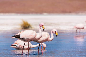 Flamingo in Bolivia