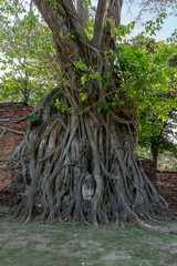 Buddha statue head and face covered with big tree roots.