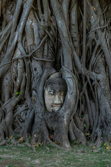 Buddha statue head and face covered with big tree roots.