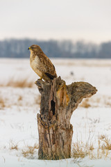 Photo of common buzzard buteo buteo on a tree