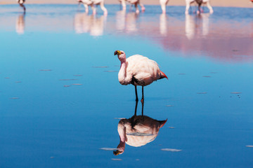 Naklejka na ściany i meble Flamingo in Bolivia