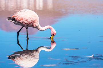 Naklejka na ściany i meble Flamingo in Bolivia