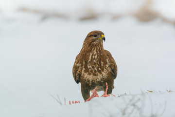 Common buzzard eating meat on the snow