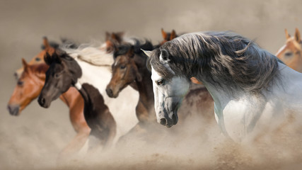 Fototapeta na wymiar Horse herd run gallop in desert dust