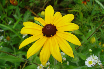 black eyed susan