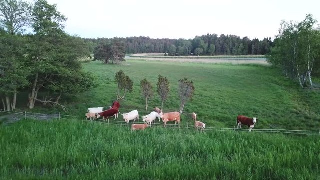small herd of Jersey Simmental Ayrshire cows and calves stand near wooden fence on large green field among trees