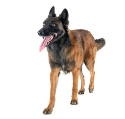belgian shepherd tervuren