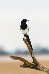 Magpie bird on the tree