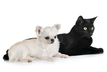 black cat and chihuahua