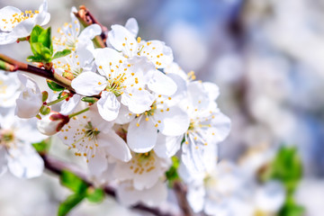 Plum tree flowers