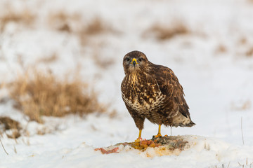 Common buzzard eating meat on the snow