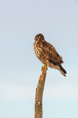 Photo of common buzzard buteo buteo on a tree