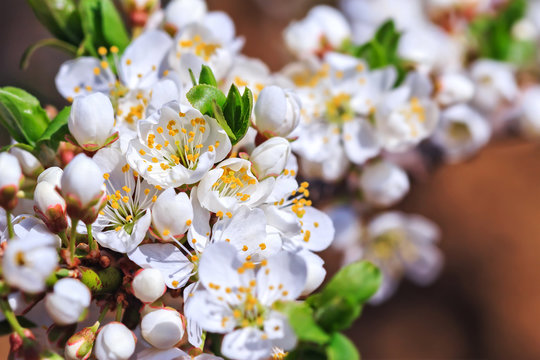 Blooming Wild Plum Tree