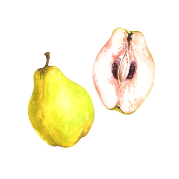 Hand painted watercolor illustration of slice and whole quince isolated on white background
