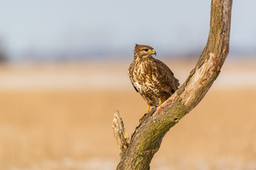 Photo of common buzzard buteo buteo on a tree